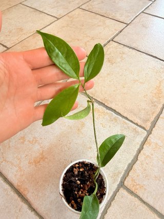Hoya Buotii