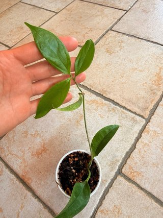 Hoya Buotii