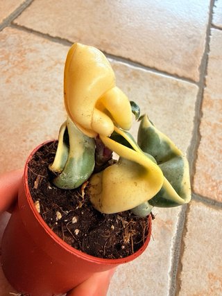 Hoya compacta variegata