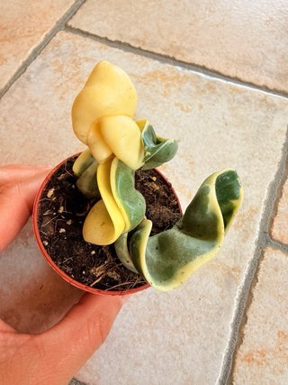 Hoya compacta variegata