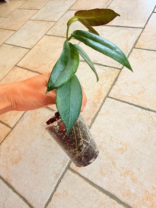 Hoya Kaimuki
