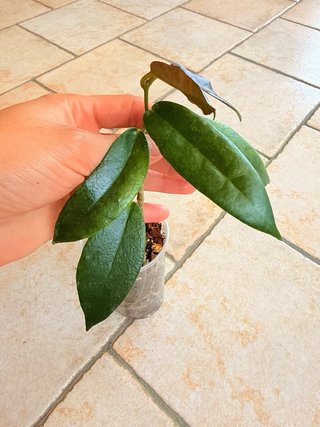 Hoya Kaimuki