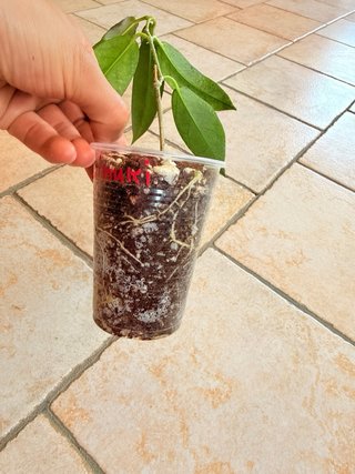 Hoya Kaimuki