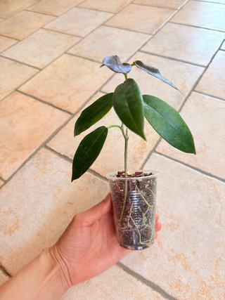 Hoya Kaimuki