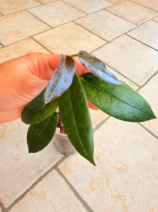 Hoya Kaimuki