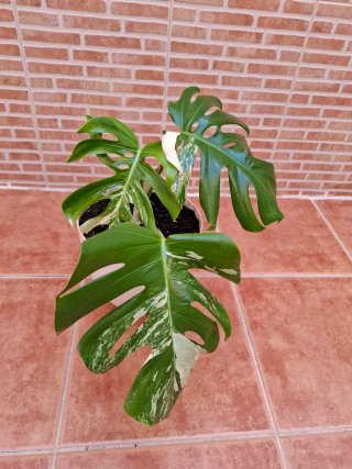 Planta de Monstera Deliciosa albo Variegata