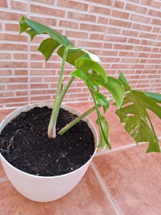 Planta de Monstera Deliciosa albo Variegata