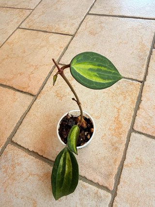 Hoya Pot of Gold