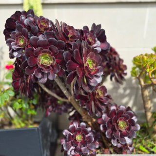 Esquejes de plantas suculentas