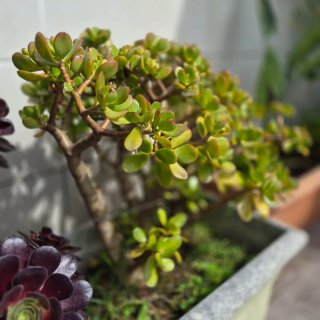 Esquejes de plantas suculentas