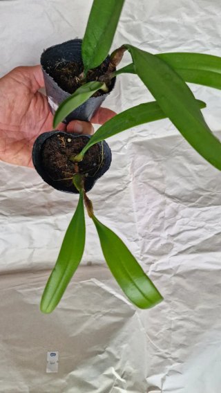 Orquídea Bulbophyllum medusae