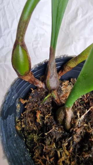 Orquídea Bulbophyllum medusae