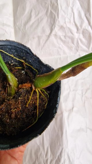 Orquídea Bulbophyllum medusae
