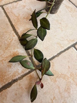 Hoya Burtoniae