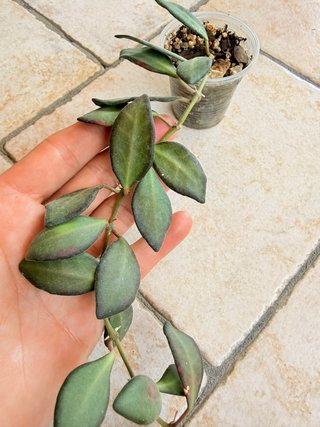 Hoya Burtoniae