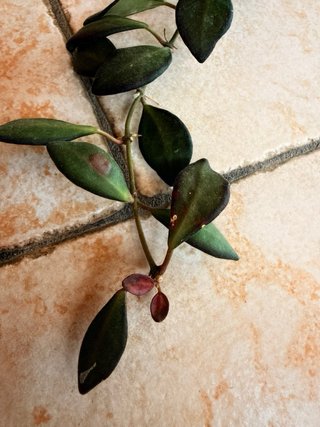 Hoya Burtoniae