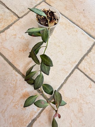 Hoya Burtoniae