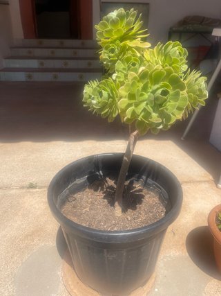 Planta suculenta con maceta negra
