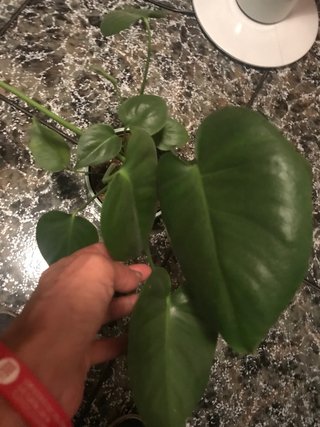 Monstera Deliciosa Planta, hay 3 plantas