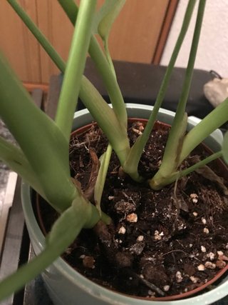 Monstera Deliciosa Planta, hay 3 plantas