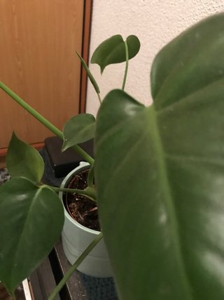 Monstera Deliciosa Planta, hay 3 plantas