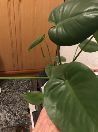 Monstera Deliciosa Planta, hay 3 plantas