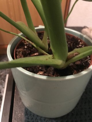 Monstera Deliciosa Planta, hay 3 plantas