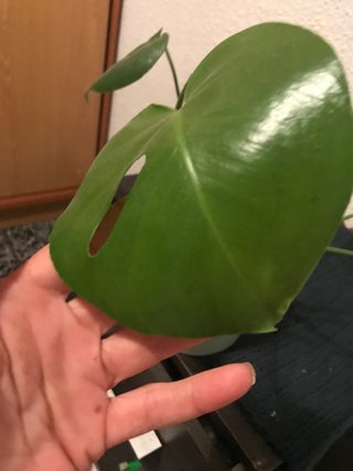 Monstera Deliciosa Planta, hay 3 plantas