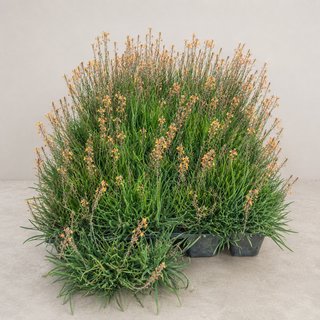 Bulbine Frutescens Hallmark Planta