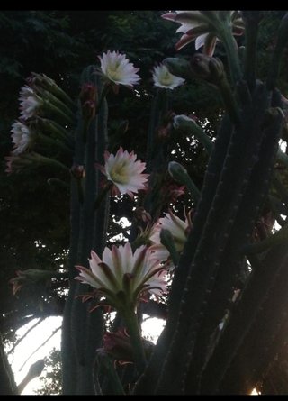 Cactus Cereus alto in vaso