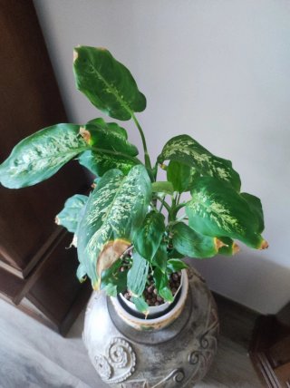 Dieffenbachia Pianta da Interno