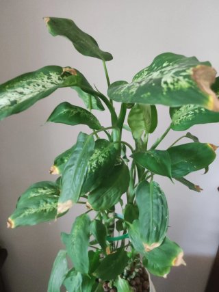 Dieffenbachia Pianta da Interno