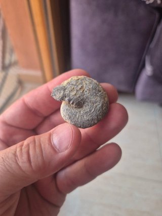 Lote 6 Ammonites Fósiles