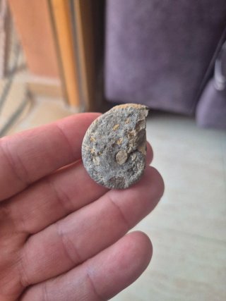 Lote 6 Ammonites Fósiles