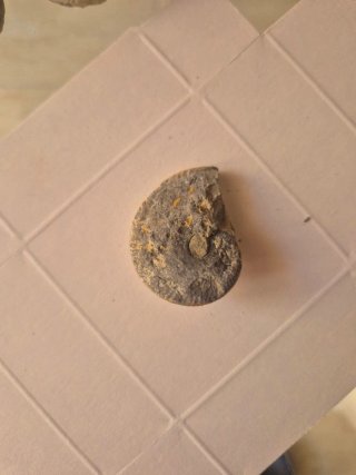 Lote 6 Ammonites Fósiles