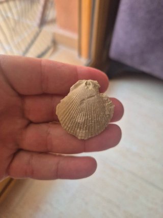 Fósiles de conchas marinas 2 und