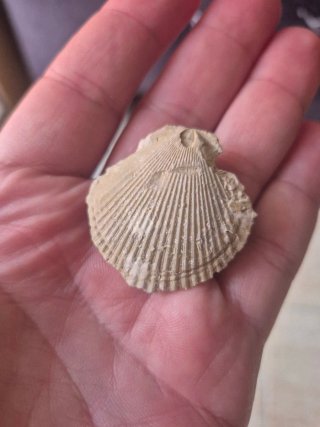 Fósiles de conchas marinas 2 und