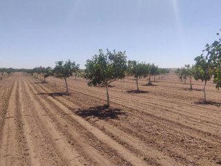 Finca de pistachos 4,53 ha Alcázar de san juan