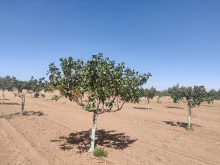 Finca de pistachos 4,53 ha Alcázar de san juan