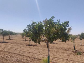 Finca de pistachos 4,53 ha Alcázar de san juan