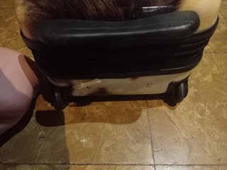 Maleta de viaje con diseño de pelo 2 ruedas