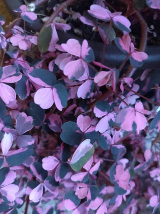 Oxalis Plum Crazy