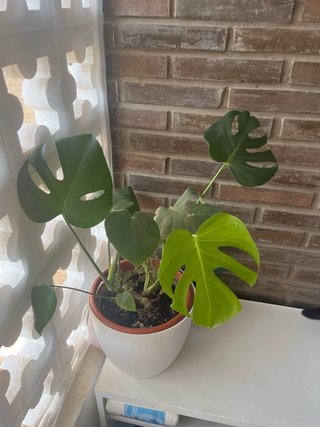 Planta Monstera Deliciosa
