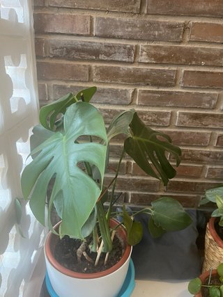 Planta Monstera Deliciosa
