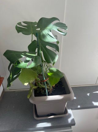Planta Monstera Deliciosa