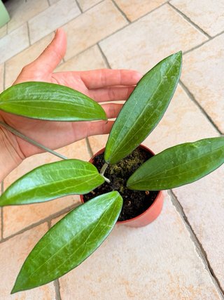 Hoya Cinnamomifolia var Cinnamomifolia