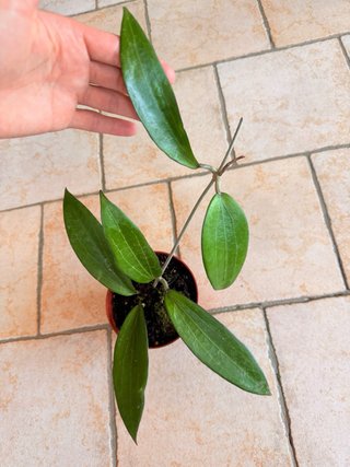 Hoya Cinnamomifolia var Cinnamomifolia