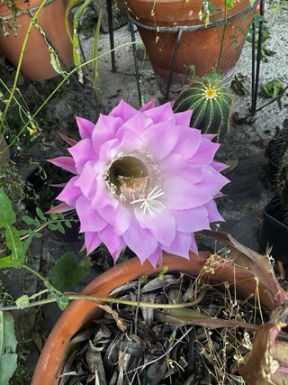 Cactus con flor rosa