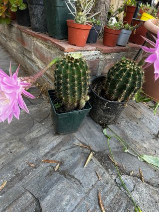Cactus con flor rosa