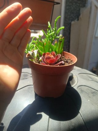 Maceta con plantas suculentas variadas